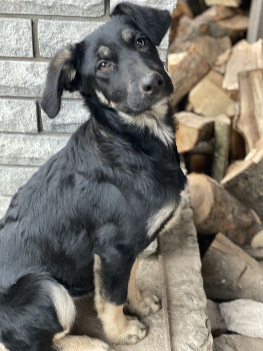 Песики в хороші руки, віддамо собачок, друг сімї