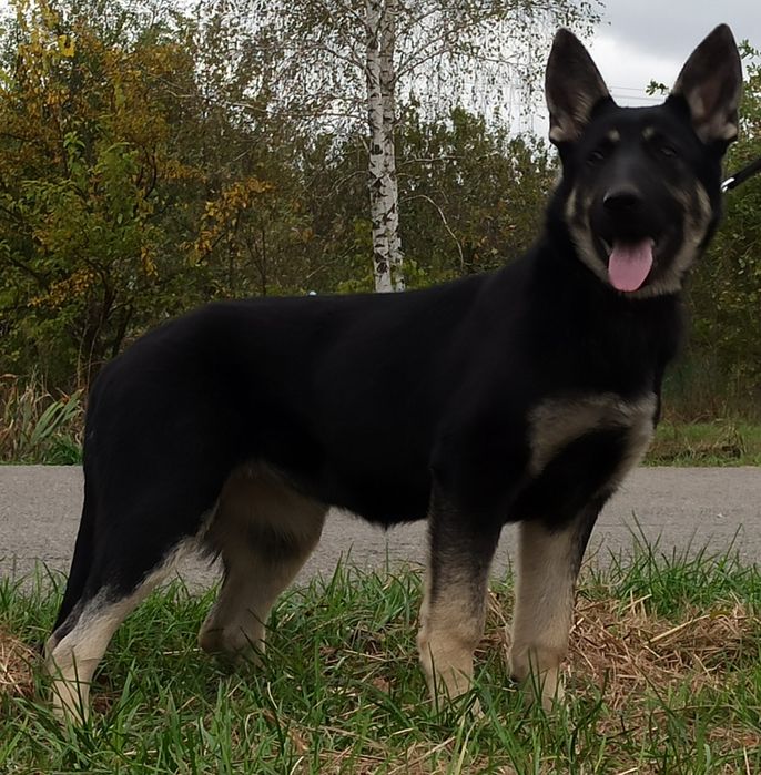 Цуценята Східно Європейської вівчарки.