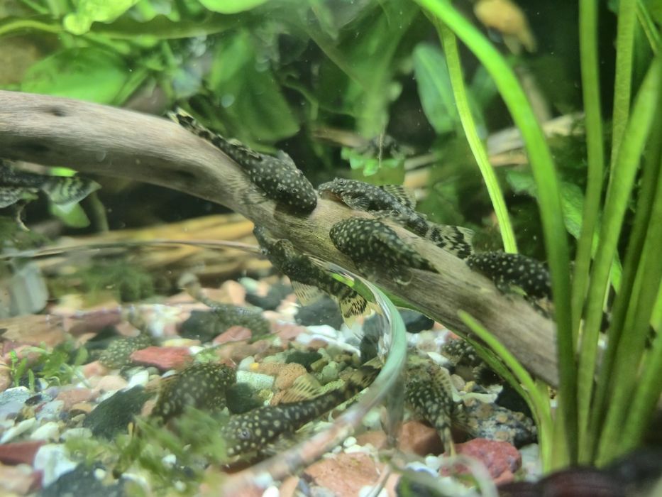 Аквариумные рыбки, гуппи, анциструс, улитки, аквариумные растения