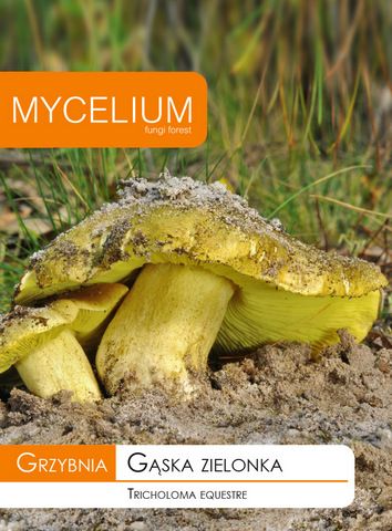 Gąska Zielonka - Grzybnia grzybów leśnych