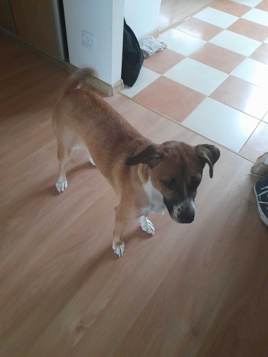 Oddam psa w dobre ręce.