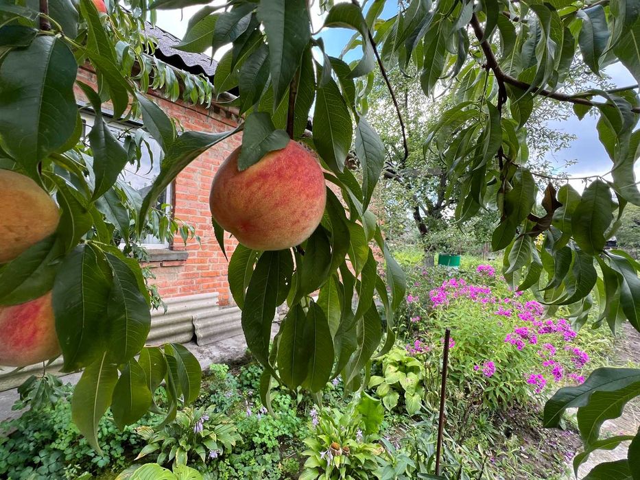 Будинок за адресою вул. Заболотного ак. (площа 110 м²) - Atlanta.ua - фото 4