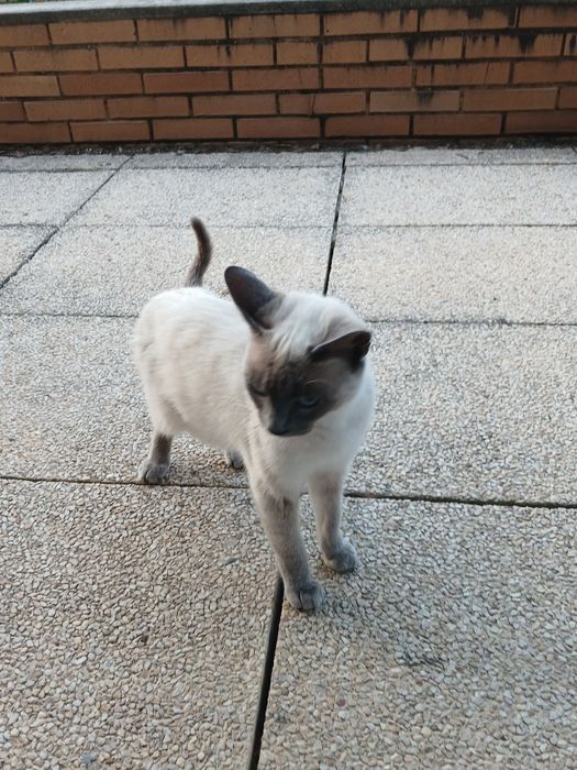 Dou gatinha siamês  com  1 ano