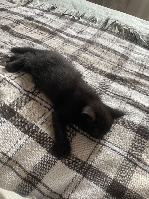 Котик безкоштовно британчик