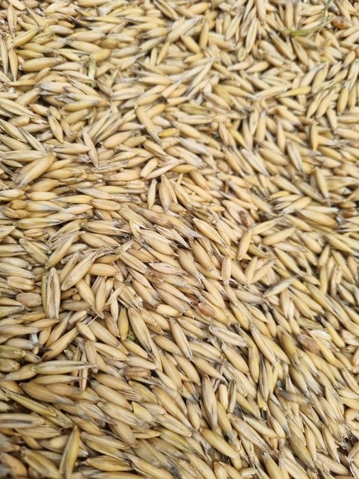 Owies ozimy Snowbird