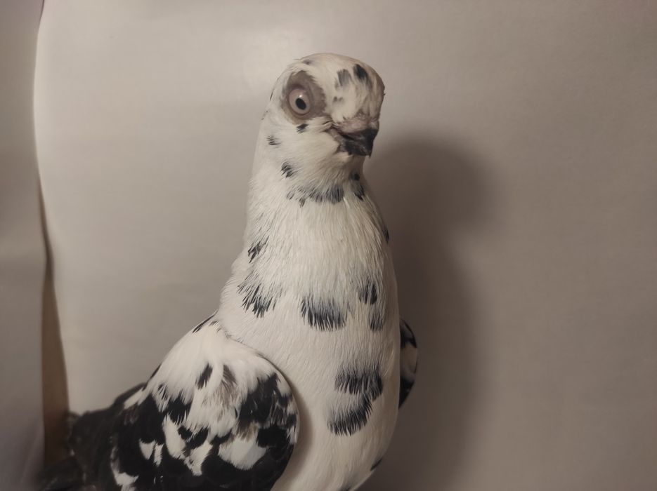 Sprzedam Motyl Warszawski czarny