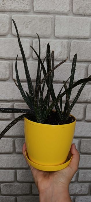 Кімнатні квіти алое санса сансевієрія діоскорея слонова