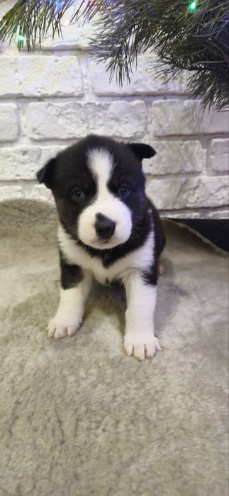 Щенки сибирской хаски