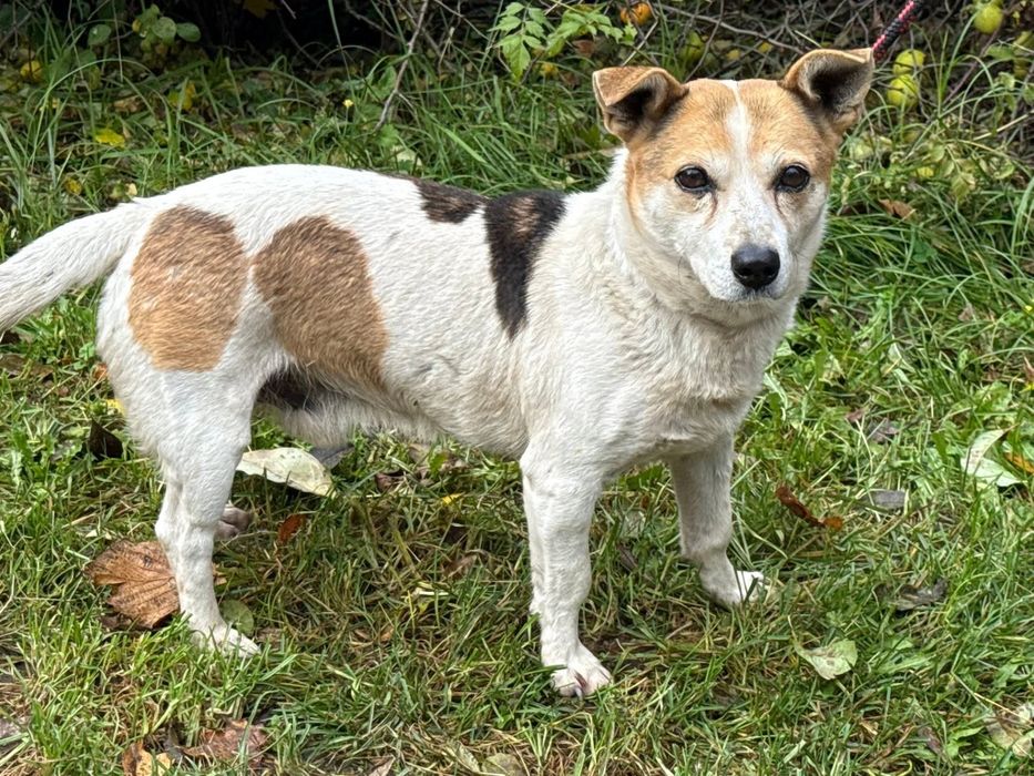 Gwiazdor - łaciaty mały piesek do adopcji!