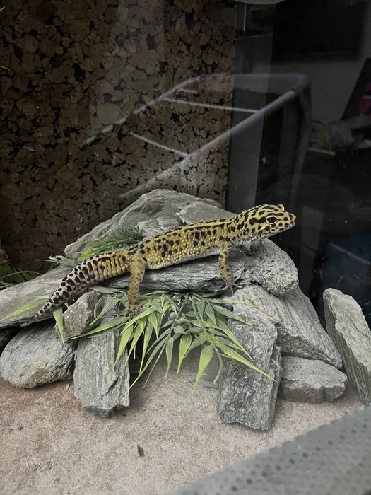 Gekon lamparci high yellow terrarium 80 wyposażenie kompley zestaw set