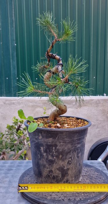 Pré bonsai Pinus Sylvestris