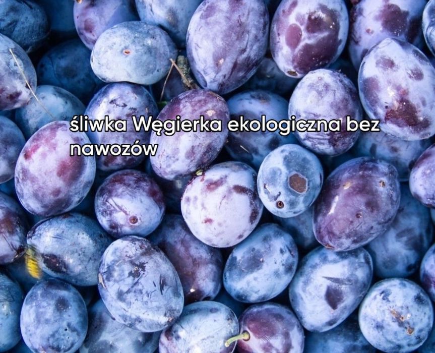 Śliwka Węgierka ekologiczna bez nawozów.