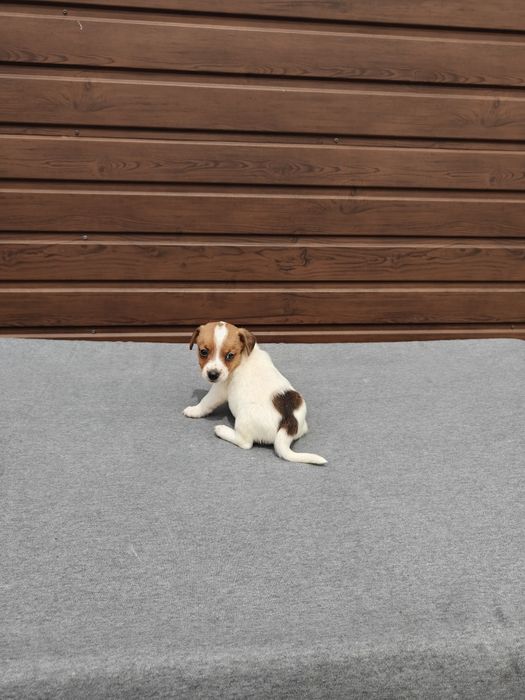 Jack Russell Terrier krótkowłosy  suczka