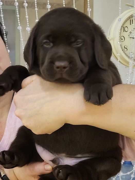 Шоколадные лапули!