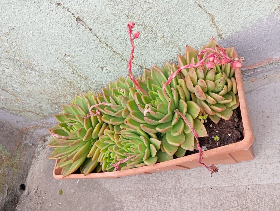 Echeveria Agavoides