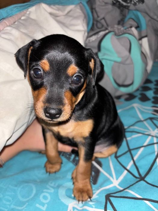 Цуценята цвєргпінчера