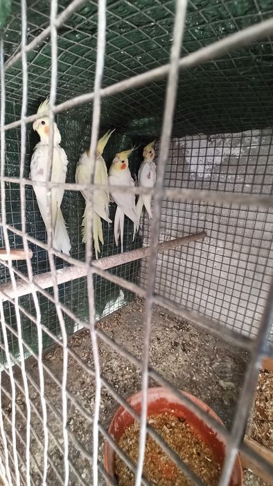 Vendo Caturras Amarelas/ Pyrrura macho