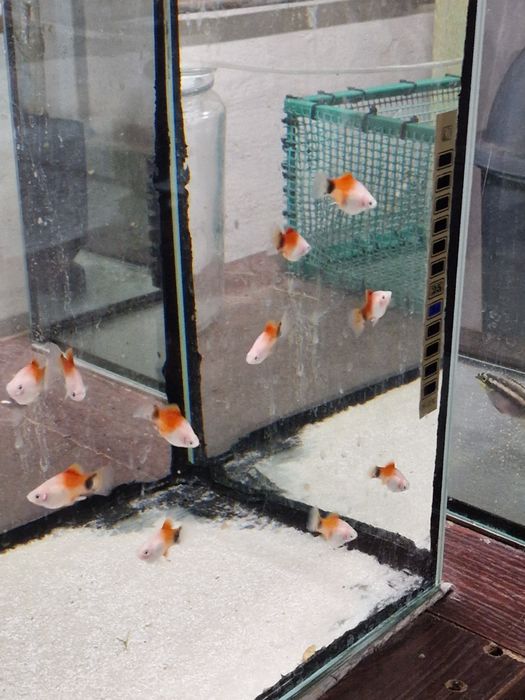 Rybki akwariowe molinezje gupiki ...