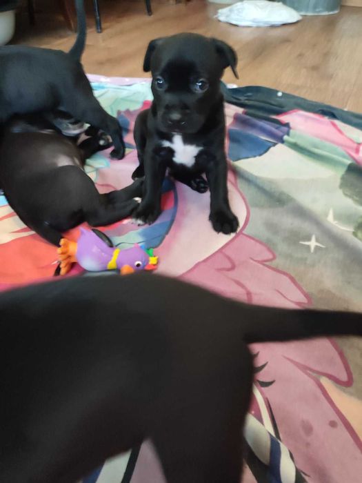 Продаж цуценят Американського стаффоршидського терьера