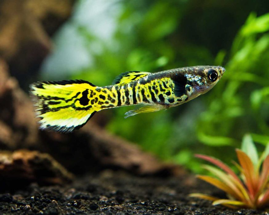 Gupik Endlera odmiana TIGER YELLOW