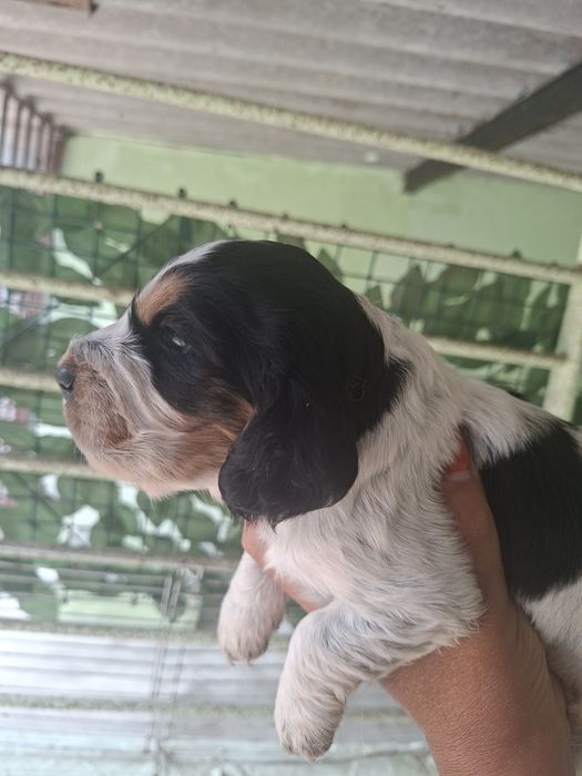 Cocker spaniel femea