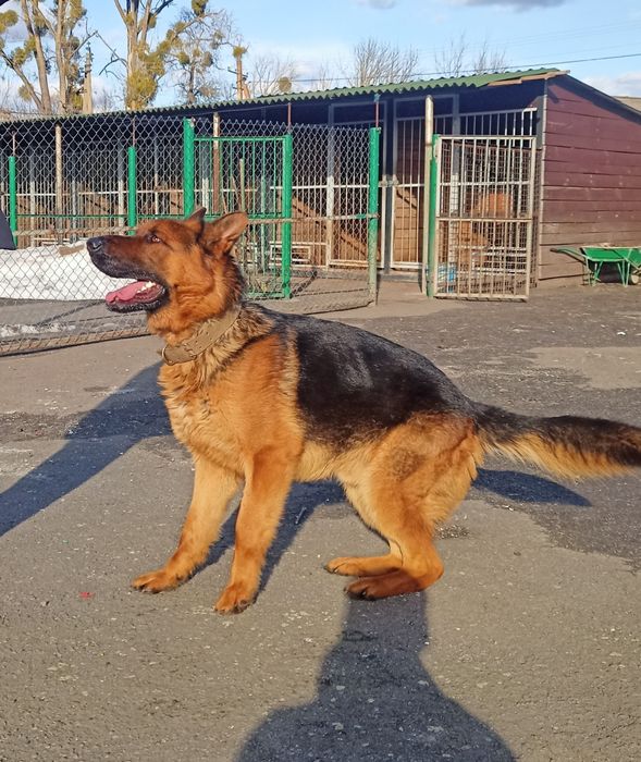 В'язка німецької вівчарки