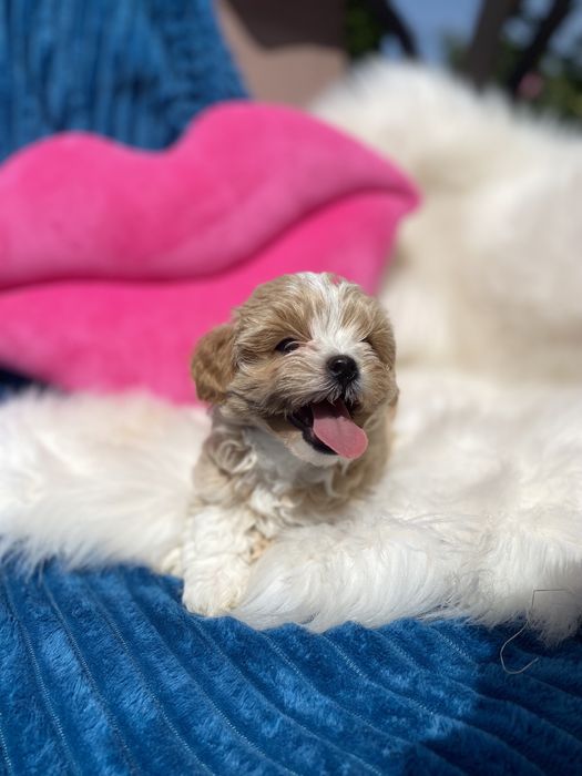 Vip цуценята мальтипу