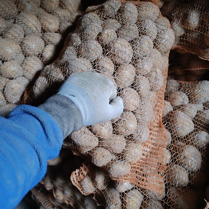 Ziemniaki czerwone Bellarosa, 35-50, jak sadzeniak