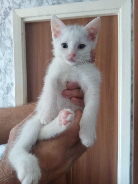 Котенята в добрі руки