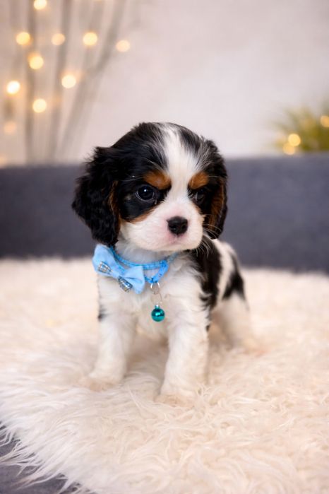 Cavalier King Charles Spaniel