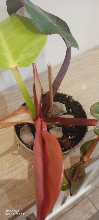 Philodendron Red Moon variegata