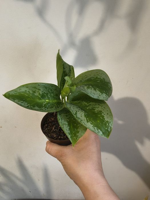 Roślina Aglaonema