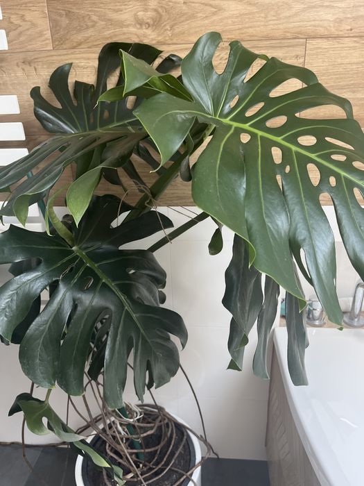 Monstera  kwiatek