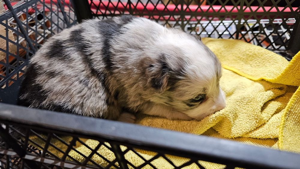 Sunia Border collie do rezerwacji