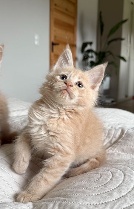 Kremowy kocurek Maine Coon