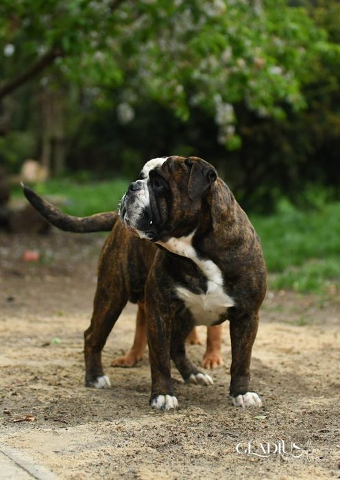 Bulldog kontynentalny continental bulldog sunia na kolanka