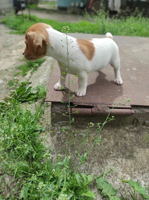 Джек рассел тер'єр хлопчик