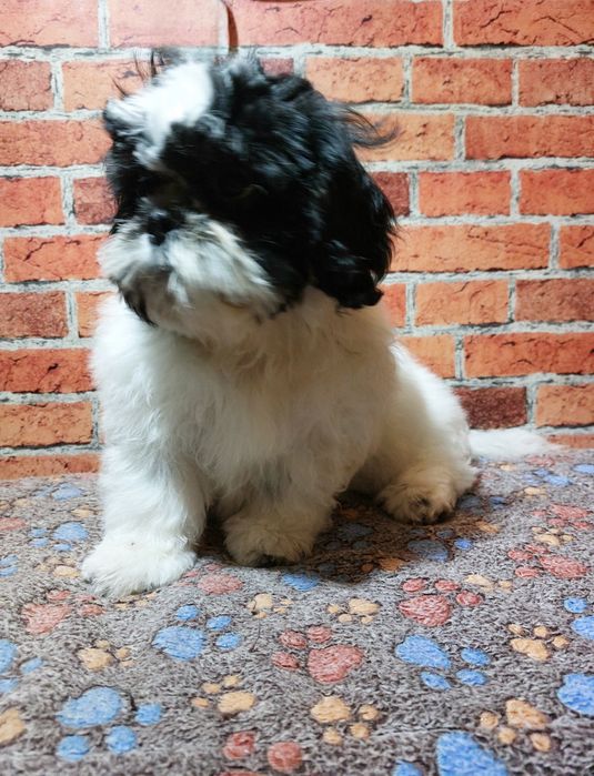 Shih-tzu chlopak