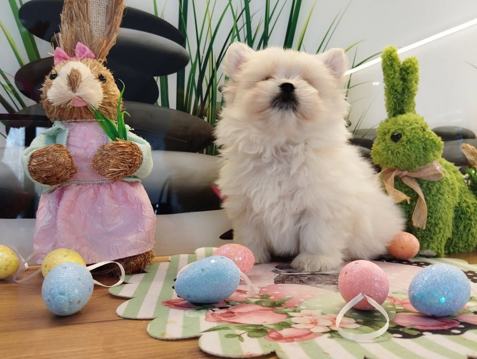 Pomapoo  samczyk z Rodowodem