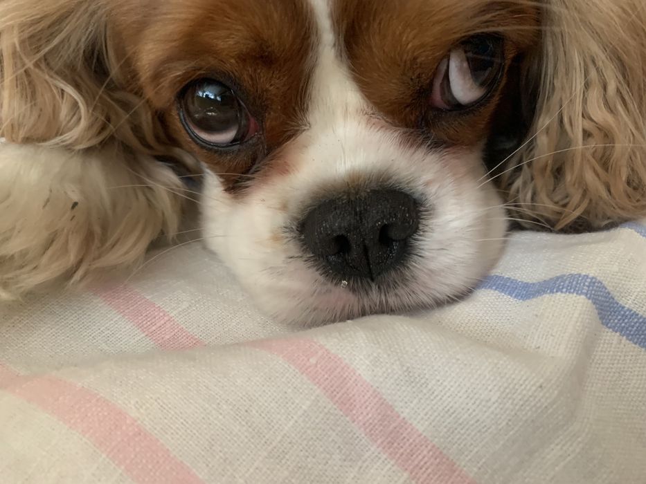 hotel dla psów domowy