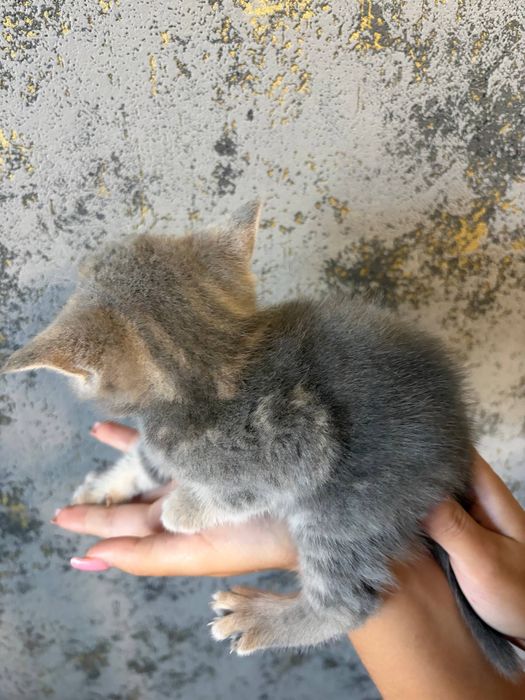 Шотландські кошенята