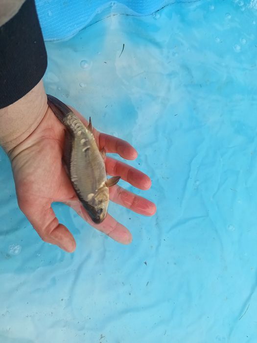 Ryby ozdobne, ryby do oczek, karaś ozdony