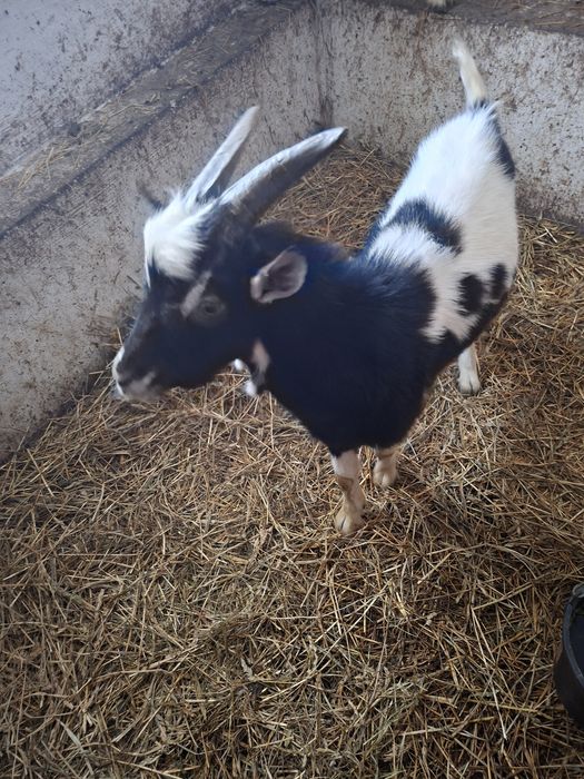 2 koziołki i 4 kózki zmienią domek