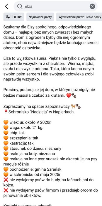 Elza w typie owczarka czeka w Schronisku w Napierkach