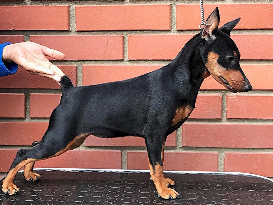 Високопородні цуценята цвергпінчера