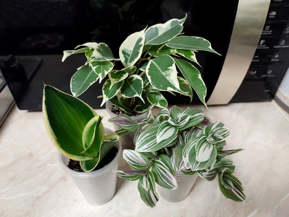 Бенджаміна Твілайт Сансевієрія Ханні Пагода варієгатна Традисканція