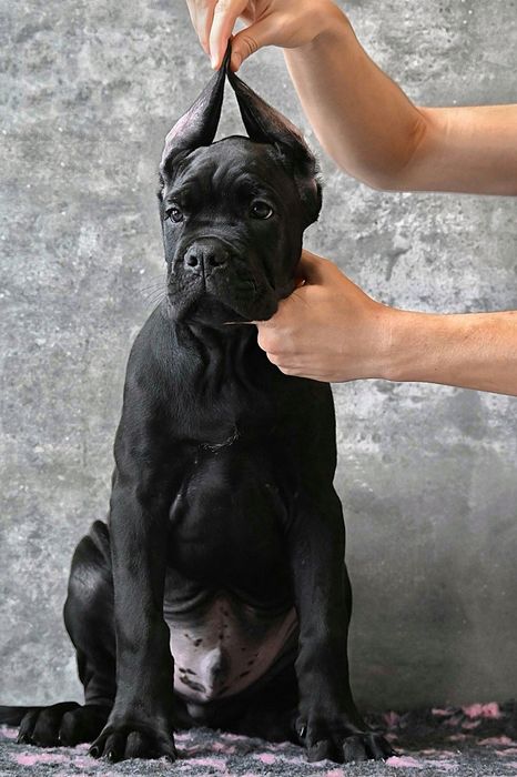 Cane Corso Italiano - ZkwP/FCI piękny samiec