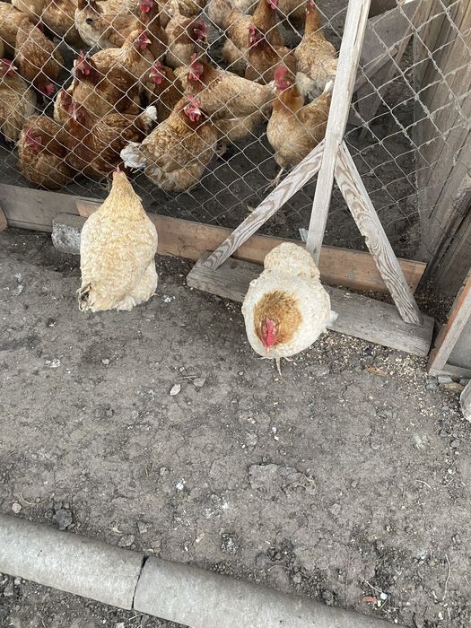 Продам курей несушек