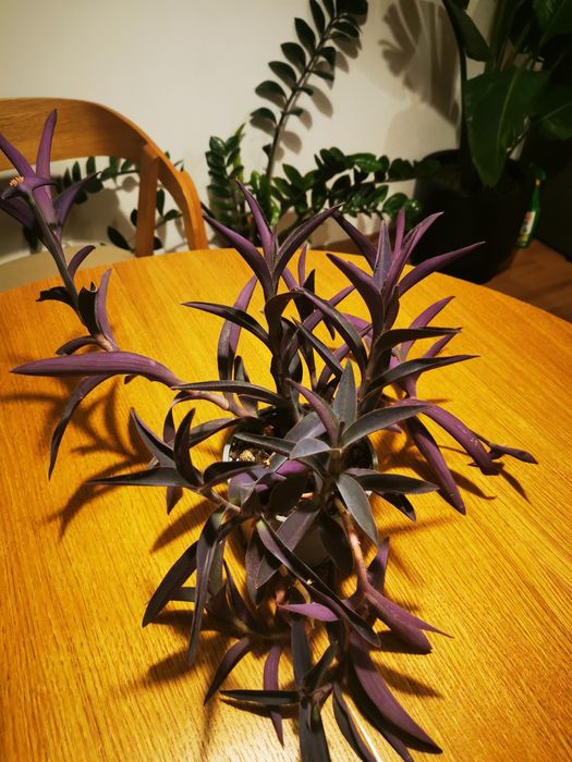 Trzykrotka purpurowa - gęsta, ładnie wybawiona, doniczka 12 cm