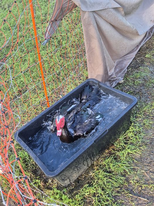 Tenho ainda à venda um pato-mudo macho